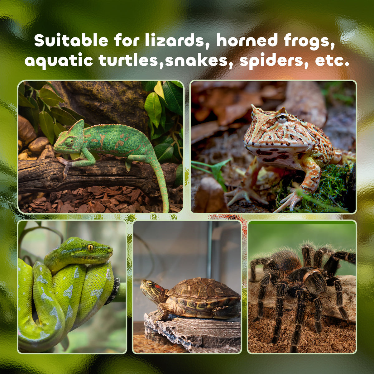 PawHut glass reptile terrarium shown with lizard, frog, snake, turtle, and spider