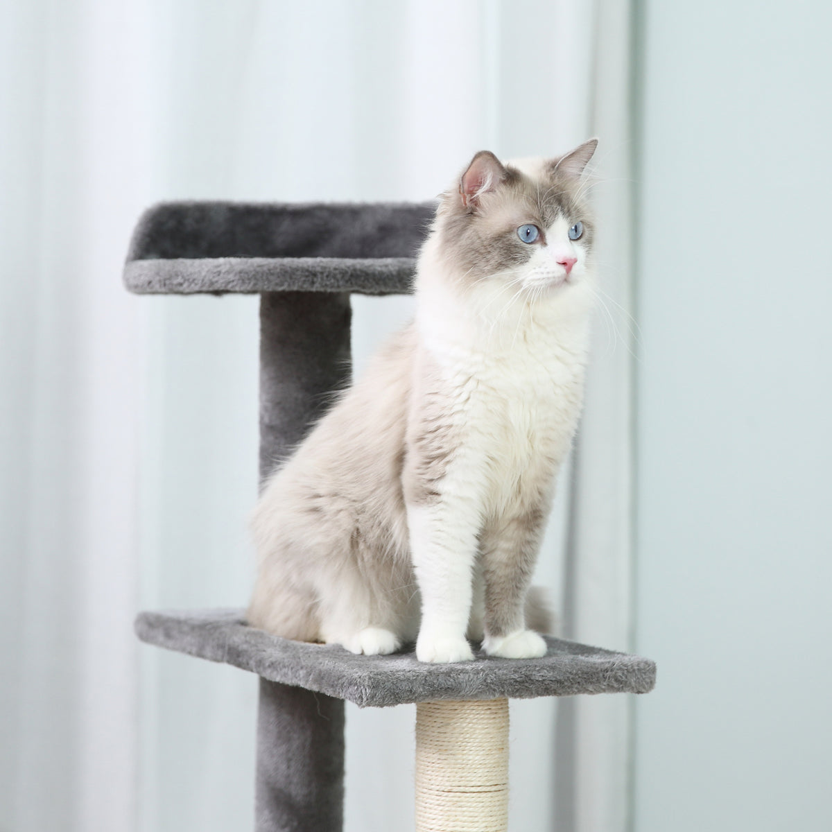 Grey cat tree platform and top perch with a seated white cat