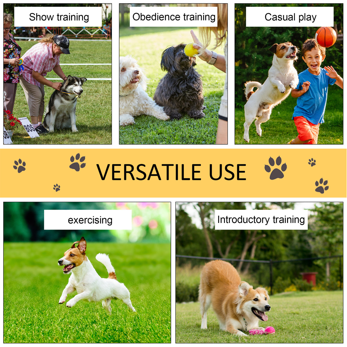 Dog agility training set shown in use for obedience, exercise, play, and introductory training