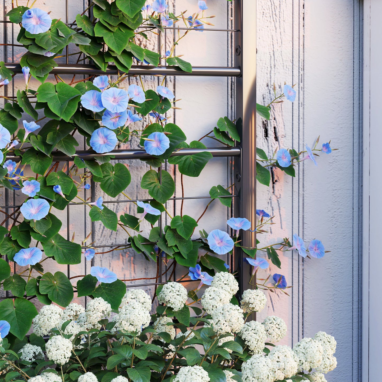 Close-up of climbing flowers growing on the planter's trellis
