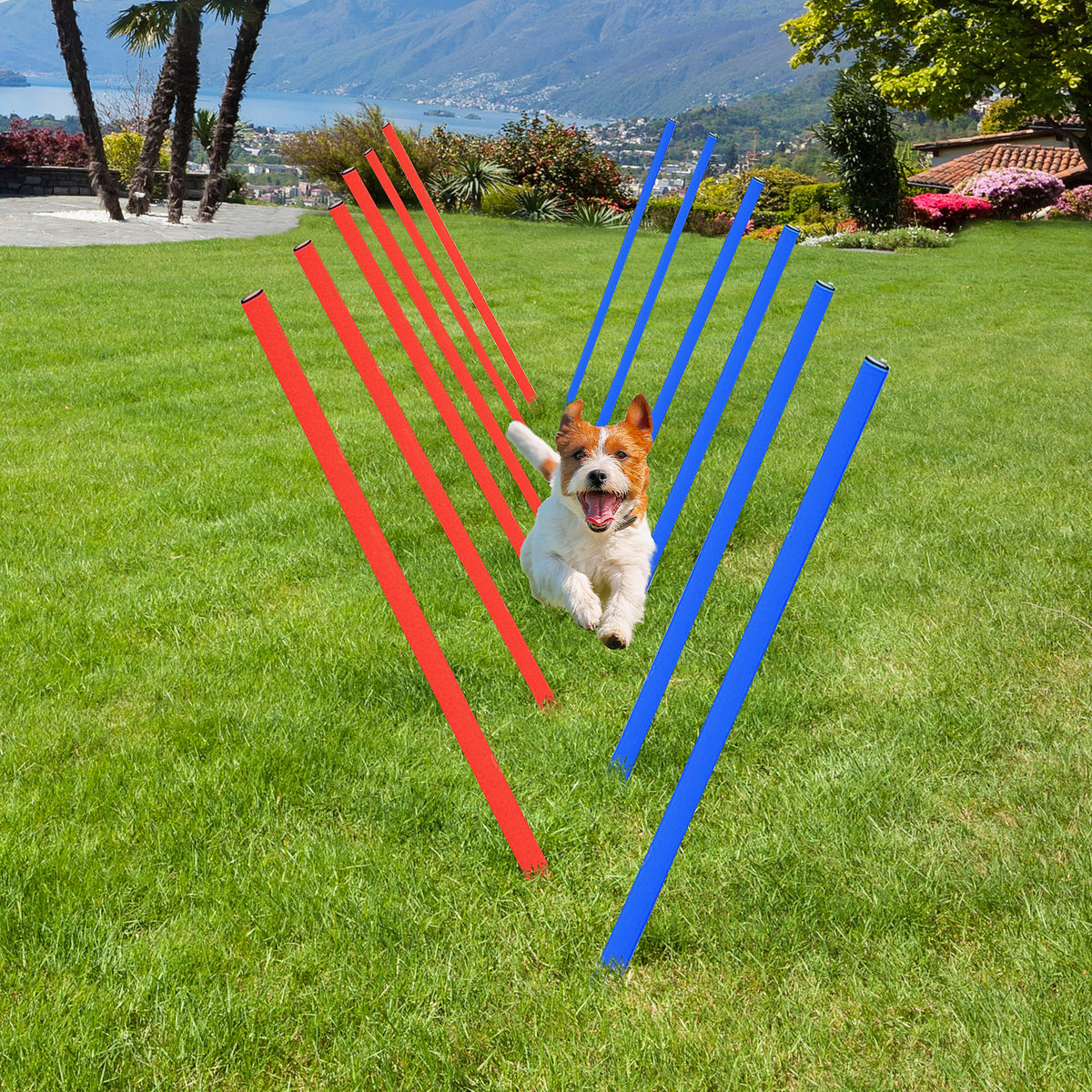 Dog running through red and blue agility weave poles