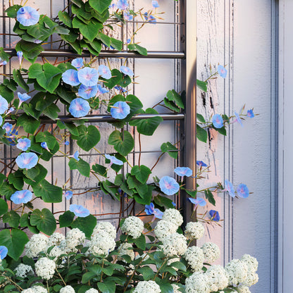Close-up of climbing flowers growing on the planter's trellis