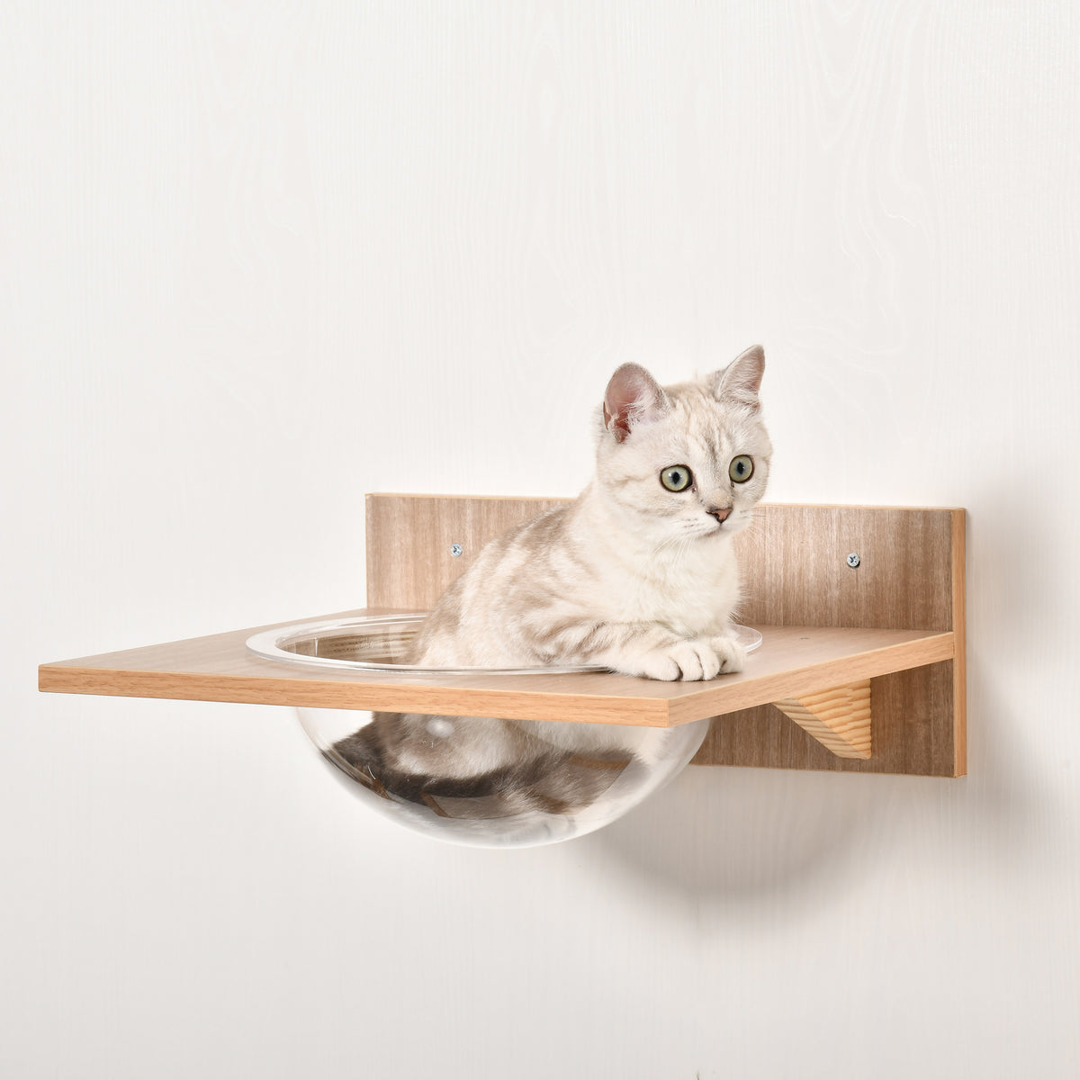 Wall-mounted wooden cat perch with clear acrylic hammock and cat resting inside