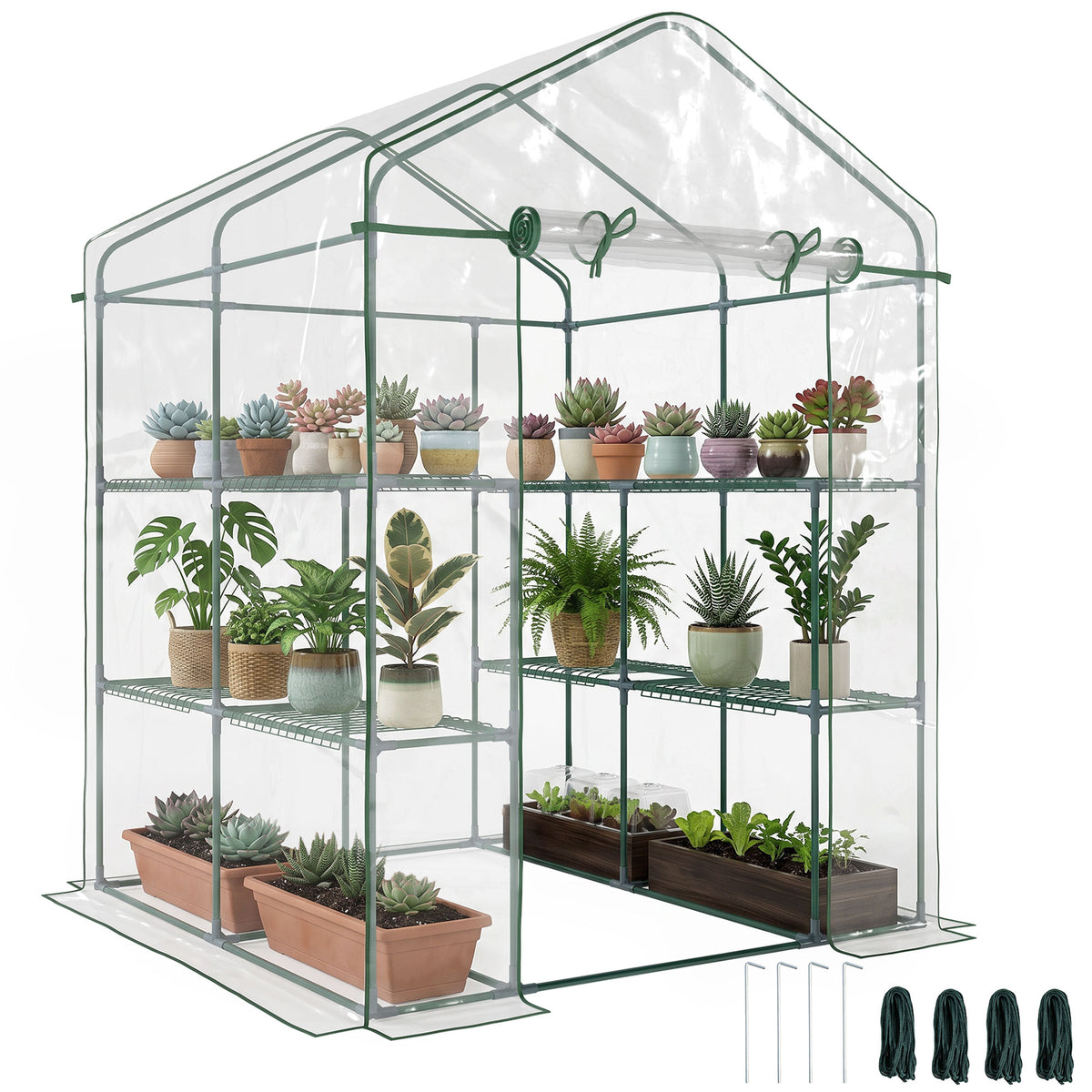 Walk-in greenhouse with clear cover, dark green steel frame, shelves and roll-up door